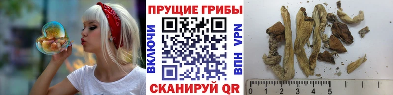 omg онион  Ковдор  Галлюциногенные грибы Magic Shrooms 